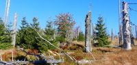 074 grenzsteig - neuer wald entsteht